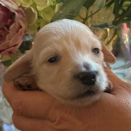 Princess Sophia - Cream female Dachshund puppy in El Cajon, California from Lisa Buxton