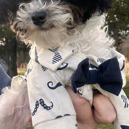 Gatsby - Poodle