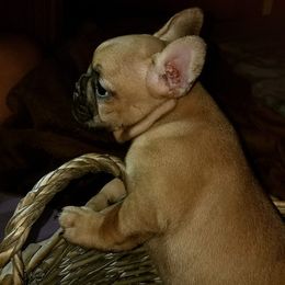 French Bulldogs from Frenchie Luv