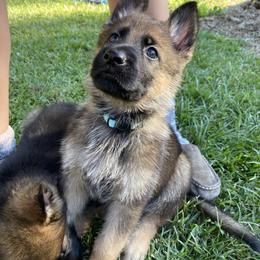German Shepherd All Grown Up from Angel Oak German Shepherds