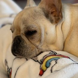 French Bulldog All Grown Up from Head Turner Kennels, LLC