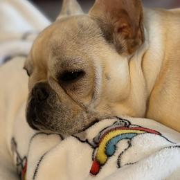 French Bulldog All Grown Up from Head Turner Kennels, LLC