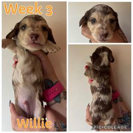 Willie - Dapple male Dachshund puppy in Michigan from M.H.P Dachshunds