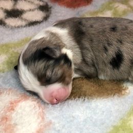 Miniature Australian Shepherds and Toy Australian Shepherds from JRT Toy & Mini Aussies