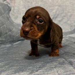 Finn - Chocolate and tan male Dachshund puppy in Glen Saint Mary, Florida from 🍯 Honey Pot Dachshunds 🐾