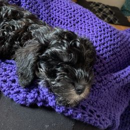 Miniature Schnauzers from Skyline Miniature Schnauzers