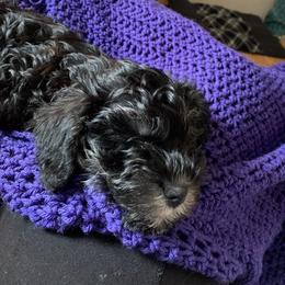 Miniature Schnauzers from Skyline Miniature Schnauzers