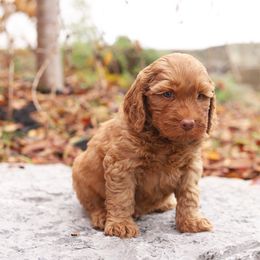 Green - Caramel red male Australian Labradoodle puppy in Williamstown, New York from Lewis Manor Labradoodles
