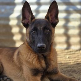 Belgian Malinois from De Linus Malinois