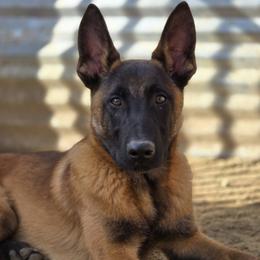 Belgian Malinois from De Linus Malinois