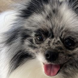 Assorted Doodle Crosses, Pomeranians, and Poodles from Bee Mine Poodles, Doodles and Pomeranians