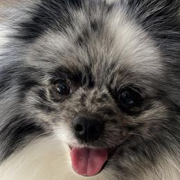 Assorted Doodle Crosses, Pomeranians, and Poodles from Bee Mine Poodles, Doodles and Pomeranians