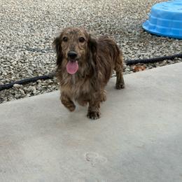 Choctaw - Brindle male Dachshund puppy in Temecula, California from Naomi Magee's Dachshund Kennel