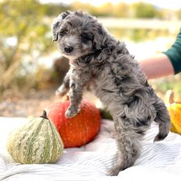 Pecan - Brown Boy - Blue merle male Bernedoodle puppy in Highland, Utah from Angel Pups Deluxe