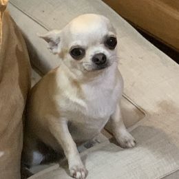 Halo - Chihuahua