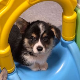 Tornado - Black and tan male Pembroke Welsh Corgi puppy in Charleston, Arkansas from Hilltop Corgis
