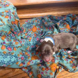 Golden (blue) - Red tri-color female Aussiedoodle puppy in Watertown, Wisconsin from Little Bear Paws Aussiedoodles
