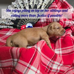 Dachshund Puppies from Snuggle Snoot Doxies