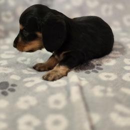 Hades - Black and tan male Dachshund puppy in Tonopah, Arizona from Desert Diamond Dachshunds