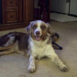 Coco - Red merle female Australian Shepherd puppy in Bertram, Texas from Sky to Haven Aussies