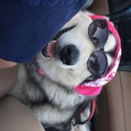 Cruz  - Alaskan Malamute