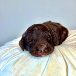 Teddy - Chocolate male Australian Labradoodle puppy in Ponchatoula, Louisiana from Cajun Land Doodles