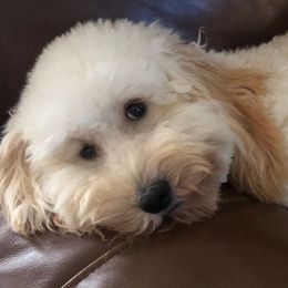 Australian Labradoodles and Labradoodles from I Love U Back Labradoodles, LLC