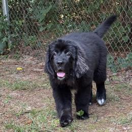 Newfoundland Puppies from Pete’s Newfies