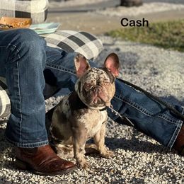 Cash - French Bulldog
