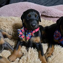 Doberman Pinscher puppies from Emerald Eire Dobermanns