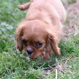 Archie - Ruby male Cavalier King Charles Spaniel puppy in Lawton, Oklahoma from Lindsey’s Cavies