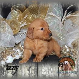 Izzy - Dark golden female Golden Retriever puppy in Anson, Texas from Diamond Bar N Ranch