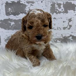 Jingles - Apricot female Goldendoodle puppy in Nortonville, Kentucky from Deb’s KY Doodles