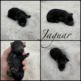 Jaguar - Black male Poodle puppy in Wheatland, California from Sapphire Ridge Poodles
