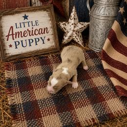 Boy 2 - Red merle male Miniature Australian Shepherd puppy in Doddridge, Arkansas from Huddleston Farm