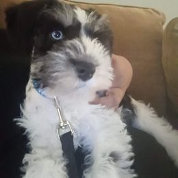 Miniature Schnauzer Puppies from Sabrina Ramirez