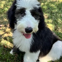 Kat - Black and white female Sheepadoodle puppy in Joelton, Tennessee from PC Pampered Parti's