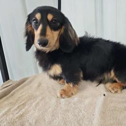 Ceelo - Dachshund