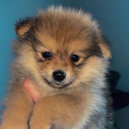 Ollie - Orange sable male Pomeranian puppy in Rogers, Arkansas from Premium Poms