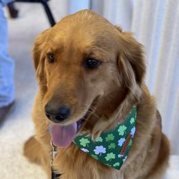 Khali - Golden Retriever