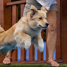 Tilly - Golden Retriever