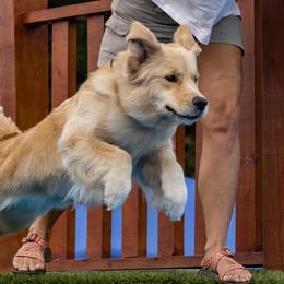 Tilly - Golden Retriever