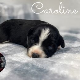 Caroline - Black & white female Miniature Australian Shepherd puppy in Brenham, Texas from Stone N Rose Kennels