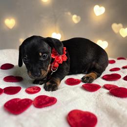 Cole - Black and tan male Dachshund puppy in Alvin, Texas from Cosson's Dachshunds of Alvin