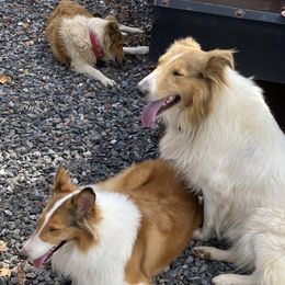 Collies from Faith Rough Collie’s