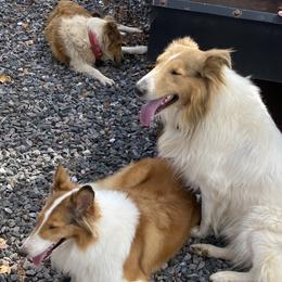Collies from Faith Rough Collie’s