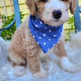 Bernedoodle Puppies from Refined Doodles
