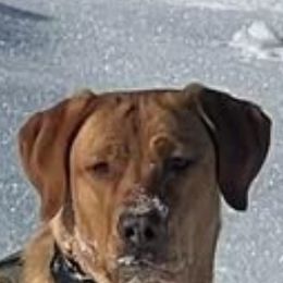 Elly - Labrador Retriever
