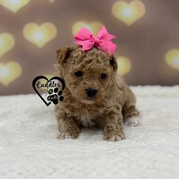 Sassy - Apricot female Poodle puppy in Nashville, Arkansas from Cuddles n Curls