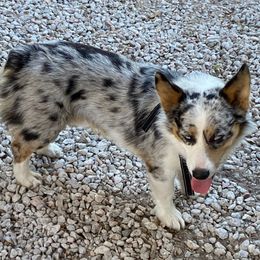 American Corgi and Pembroke Welsh Corgi Puppies from Shells Sunshine Corgis